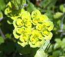 Cretan Wildflower Euphorbia helioscopa