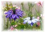 Nigella in full flower.