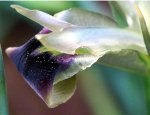 Snakes-head Iris. Astratigos, North Western Crete.