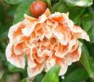 Cretan Wildflower Punica granatum