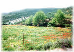 Field of wild flowers, Ravdoucha.