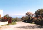 Astratigios enjoys winter sunshine, almond tree in flower, Lefka Ori in background.