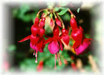 Cultivated fuscha flowers.