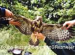 Young Buzzard.