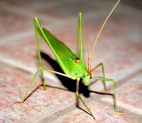 Cretan Fauna: Oak Bush-Cricket - Maconema thalassinium. Gramvousa Peninsula, North Western Crete