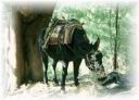 Donkey100Fo.jpg