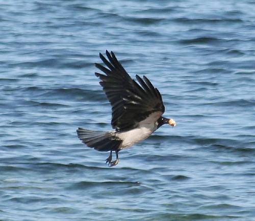 BirdWildlife, Hooded crow - Corvus carone, North Western Crete.