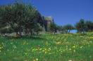 olivegroveF100o.jpg