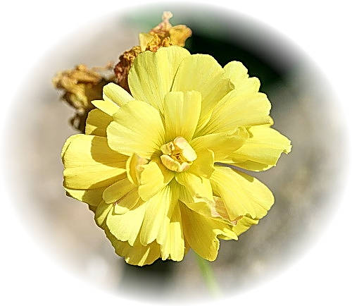 Wild Flower Calendar photo page April 2009 - Oxalis Pes-caprae, Double � Bermuda Buttercup.