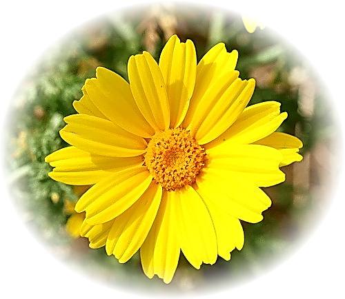 Wild Flower Calendar photo page Aug 2009 - Chrysanthemum coronaria � Crown Daisy.