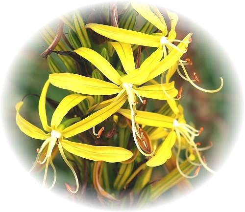 Wild Flower Calendar photo page Dec 2009 - Asphodeline lutea � Yellow Asphodel