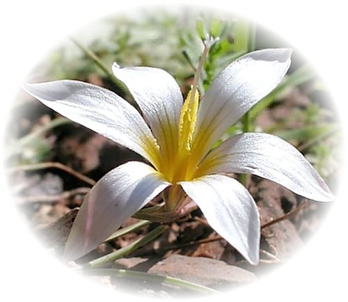 Wild Flower Calendar photo page Jan 2009 - Romulea bulbocodium � Romulea Bulbocodium.