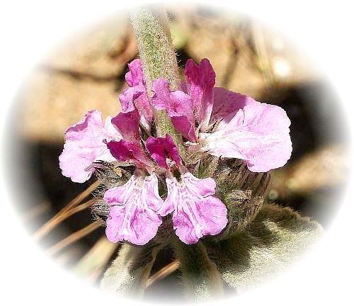 Wild Flower Calendar photo page Jun 2009 - Stachys Cretica � Mediterranean Woundwort .