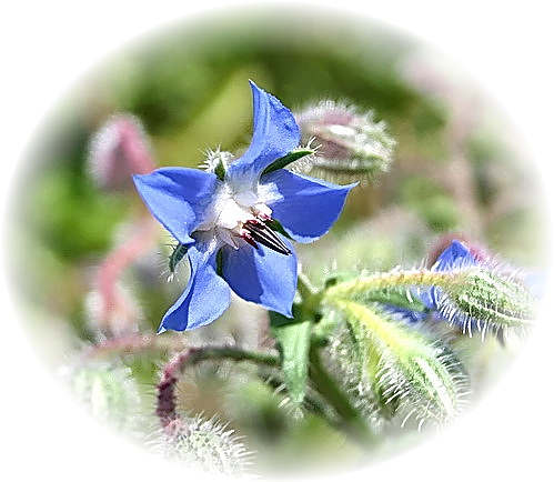 Wild Flower Calendar photo page May 2009 - Borago officinalis � Borage.