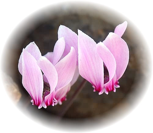 CV Wild Flower Calendar photo page Nov 2009 - Cyclamen hederifolium � Ivy-Leaved Snowbread.