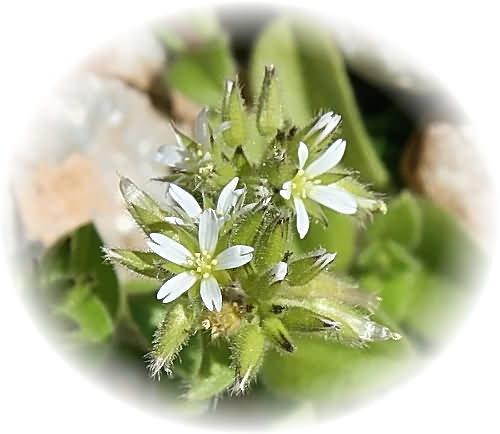 CV Wild Flower Calendar photo page Nov 2009 - Cyclamen hederifolium � Ivy-Leaved Snowbread.