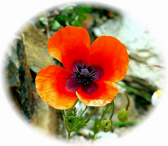 Crete Wildflower Papaver argemone � PAPAVER ssp.NIGROTINCTUM