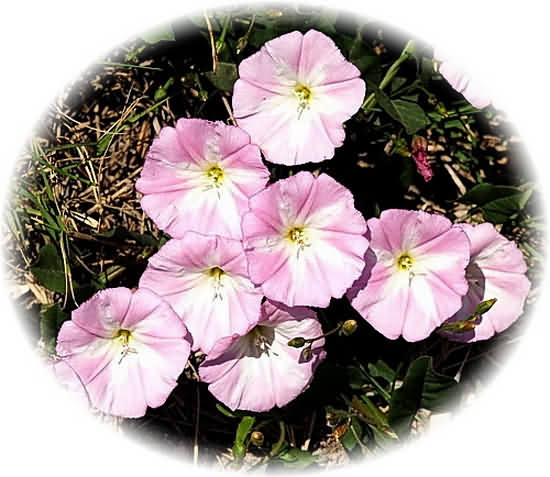 Crete Wildflower Calystegia soldanella  � SEA BINDWEED