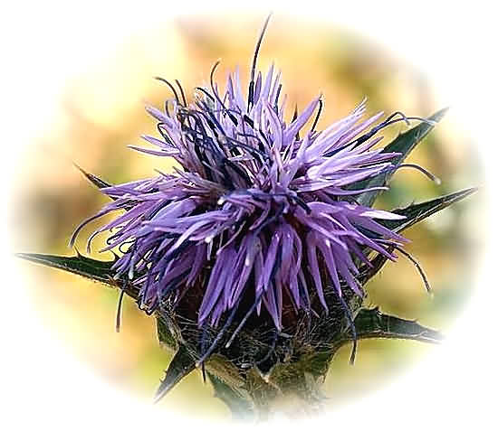 Crete Wildflower Carduncellus caeruleus � CARDUNCELLUS CAERULEUS