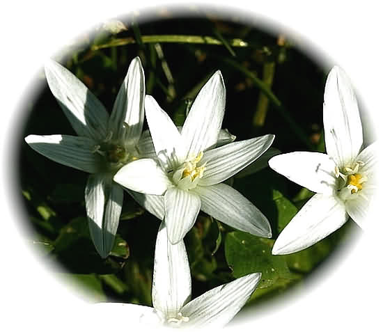 Crete Wildflower Ornithogalum dictaeum &nbsp;� ORNITHOGALUM spp.DICTAEUM