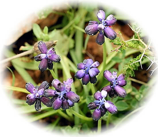 Crete Wildflower Muscari neglectum &nbsp;� COMMON GRAPE HYACYNTH