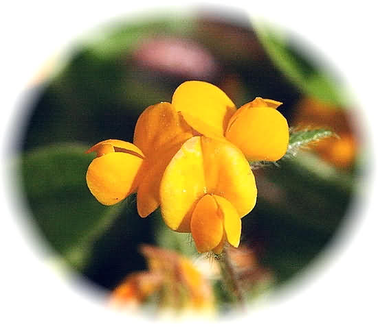 Crete Wildflower Anthyllis hermanniae � ANTHYLLIS HERMANNIAE