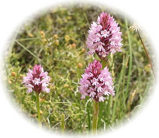 Crete Wildflower Anacamptis pyramydalis � PYRAMIDAL ORCHID
