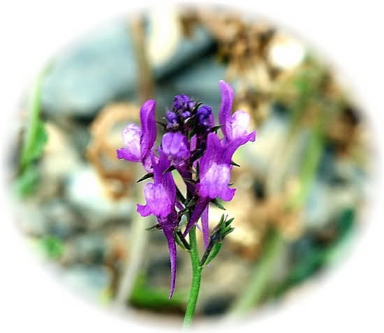 Crete Wildflower Linaria pelisseriana � JERSEY TOADFLAX