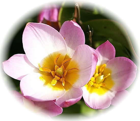 Crete Wildflower Tulipa saxatilis � ROCK TULIP