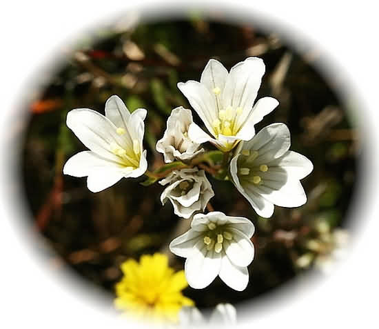 Crete Wildflower Gagea graeca � GAGEA GRAECA