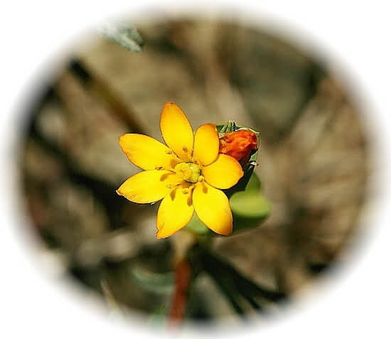 Crete Wildflower Blackstonia perfoliata � YELLOW WORT