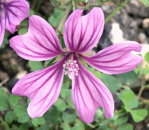 Wild Flower, Malvaceae - Malva sylvestris, Astratigos, North West Crete.