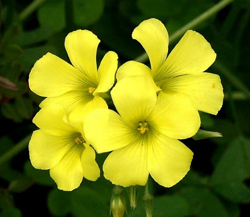 Wild flower, Oxalidaceae - Oxalis pes-caprae, North West Crete.