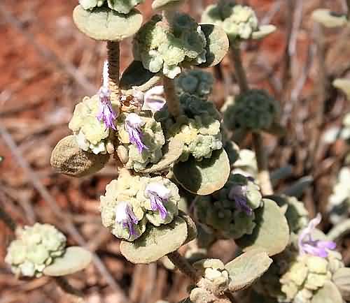 Crete, Wild Flower,Ballota pseudodictamus, Astratigos, North West Crete
