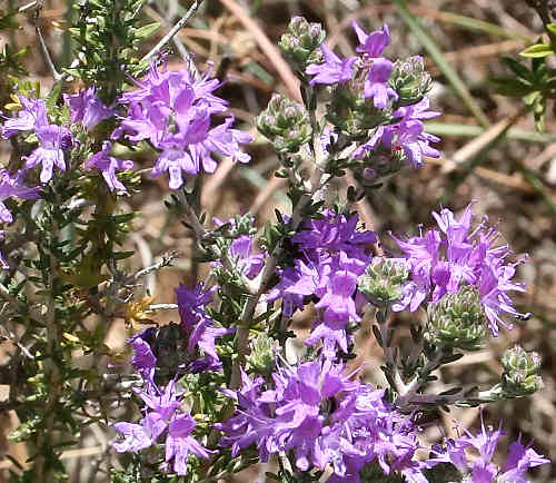Crete, Wild Flower, Thymus capitatus, Astratigos, North West Crete