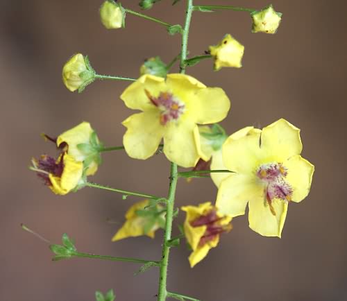 Crete, Wild Flower, Verbascum arcturus, Astratigos, North West Crete