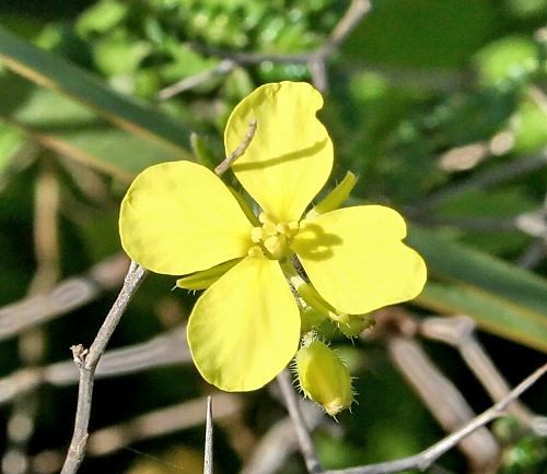 Crete, Wild Flower, Unamed, Astratigos, North West Crete