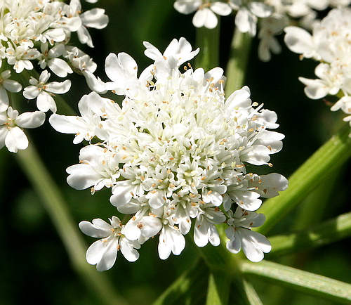 Wild Flower, Umbelliferae - Conium maculatum - Afrata, NW Crete