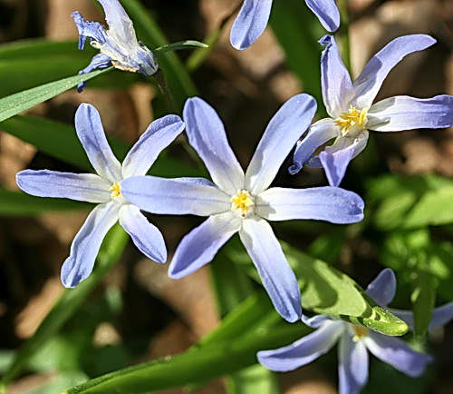 Wild Flower, Liliaceae - Chiondoxa nana - Marethiana, NW Crete