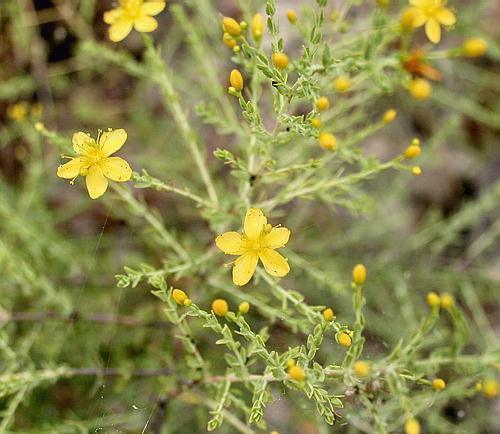 Wild Flower, Guttiferae - Hypericum triquetrifolium - Rodopos, NW Crete