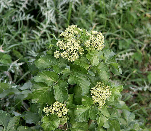 Wild Flower, Umbelliferae - Lecokia cretica - Afrata, NW Crete
