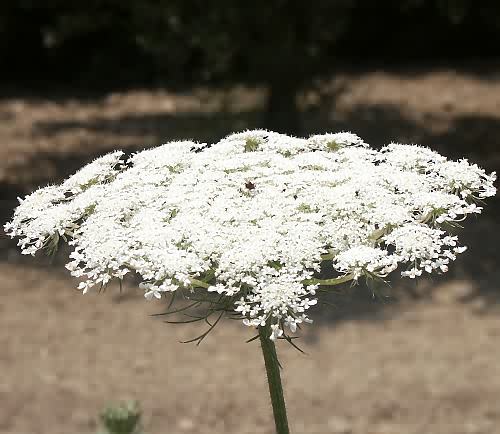 Wild Flower, Umbelliferae - Daucus carota, Astratigos, North West Crete