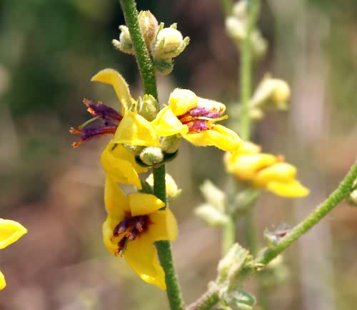 Wild Flower, Verbascum sinuatum, Astratigos, North West Crete