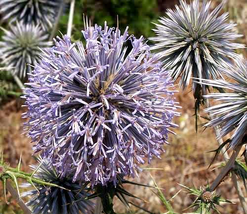 Wild Flower, Echinops spinosissimus, Astratigos, North West Crete