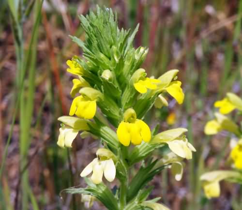Wild Flower, Parentucellia Viscosa, Deliana,North West Crete