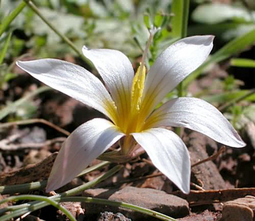 Wild Flower, Romulea bubocodium, Astratigos,North West Crete