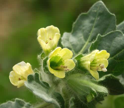 Wild Flower, Hyocyamus Albus, Astratigos, North West Crete