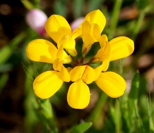 Wild Flower, Securigera securidaca, Astratigos,North West Crete