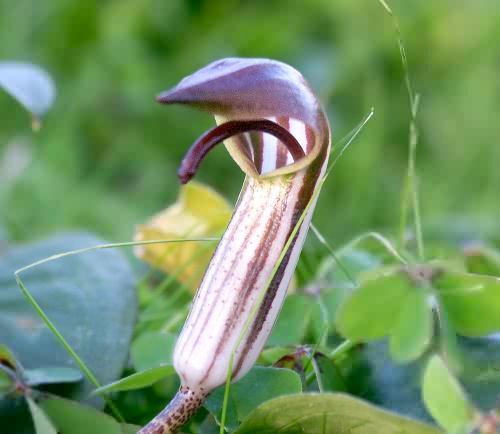 Wild Flower, Arisarum vulgare, Astratigos, North West Crete