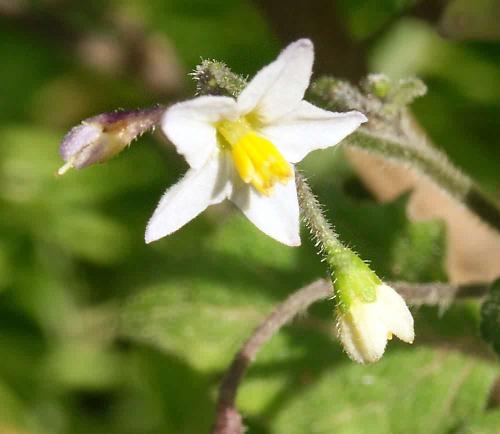 Wild Flower, Solanum negrum, Aspra Nera, North West Crete